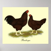 Buckeye Chickens Poster (Voorkant)