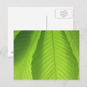 Buckeye Leaves Briefkaart (Voorkant / Achterkant)