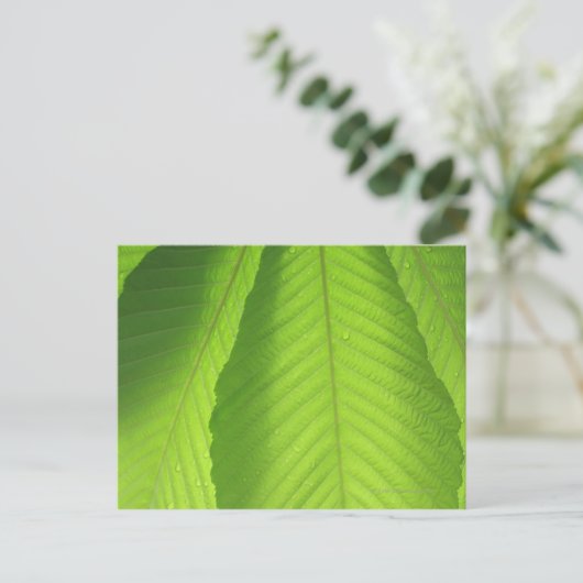 Buckeye Leaves Briefkaart (Staand voorkant)