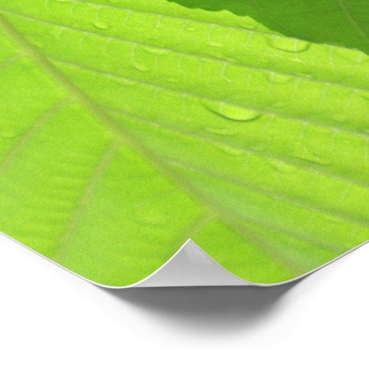 Buckeye Leaves Poster (Hoek)