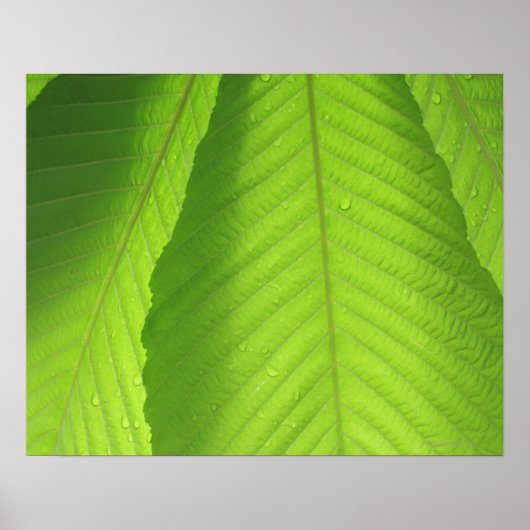Buckeye Leaves Poster (Voorkant)