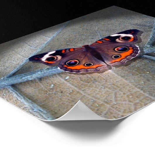 Buckeye Poster (Hoek)