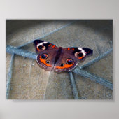 Buckeye Poster (Voorkant)