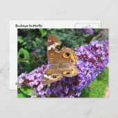 Buckeyvlinder ~ briefkaart (Voorkant / Achterkant)