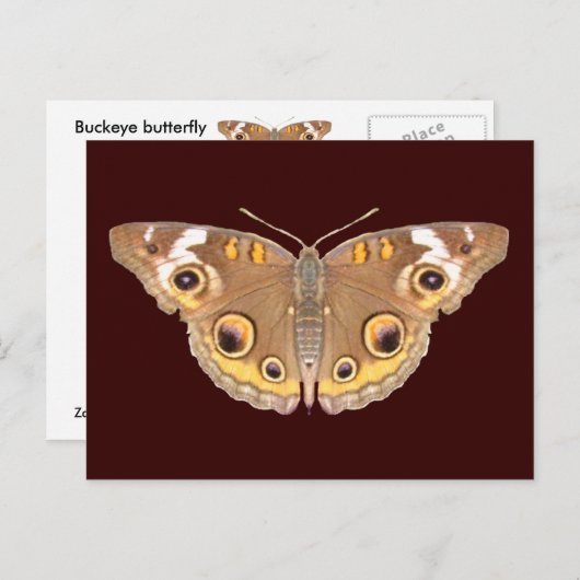 Buckeyvlinder ~ briefkaart (Voorkant / Achterkant)