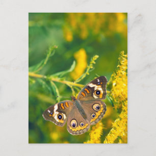buckeyvlinder op missouri goldenrod briefkaart