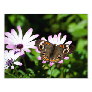 Buckeyvlinder op paarse bloemen foto afdruk