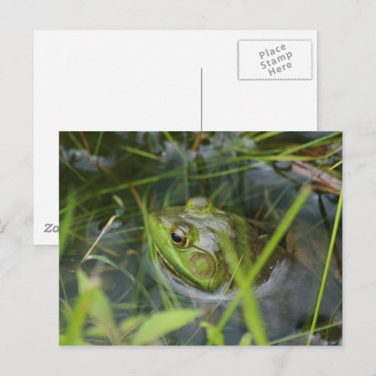 Buckfield Frog Briefkaart (Voorkant / Achterkant)