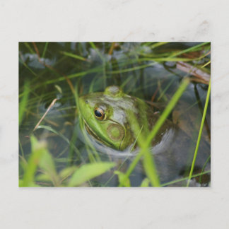 Buckfield Frog Briefkaart