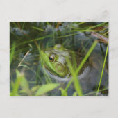Buckfield Frog Briefkaart (Voorkant)
