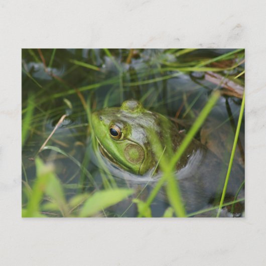 Buckfield Frog Briefkaart (Voorkant)