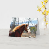 Buckie op Berg Rogers Kaart (Gele Bloem)