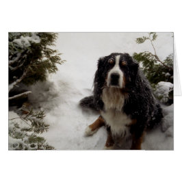 Buckminster houdt van sneeuw