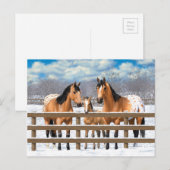 Buckskin Appaloosa paarden bij sneeuw Briefkaart (Voorkant / Achterkant)