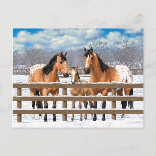 Buckskin Appaloosa paarden bij sneeuw Briefkaart (Voorkant)