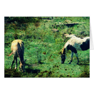 Buckskin en Pinto