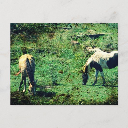 Buckskin en Pinto Briefkaart (Voorkant)