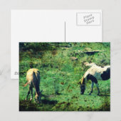 Buckskin en Pinto Briefkaart (Voorkant / Achterkant)