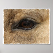 Buckskin Eye Poster (Voorkant)