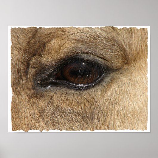 Buckskin Eye Poster (Voorkant)