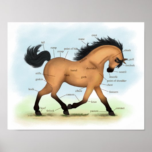 Buckskin Horse Educational Equine Anatomy Poster (Voorkant)