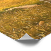 Buckskin Horse Foal Portrait Poster (Hoek)