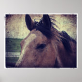 Buckskin Horse Poster (Voorkant)