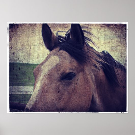 Buckskin Horse Poster (Voorkant)