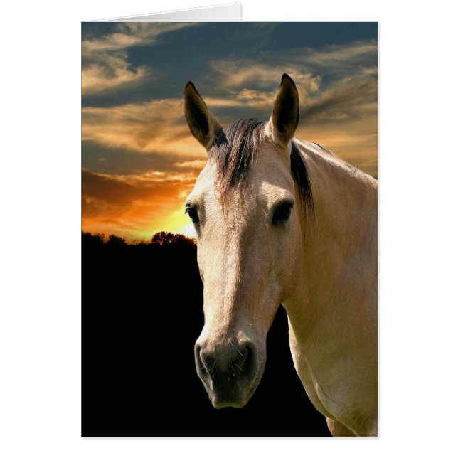 Buckskin horse sunset (Voorkant)