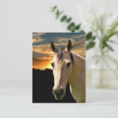 Buckskin horse sunset briefkaart (Staand voorkant)