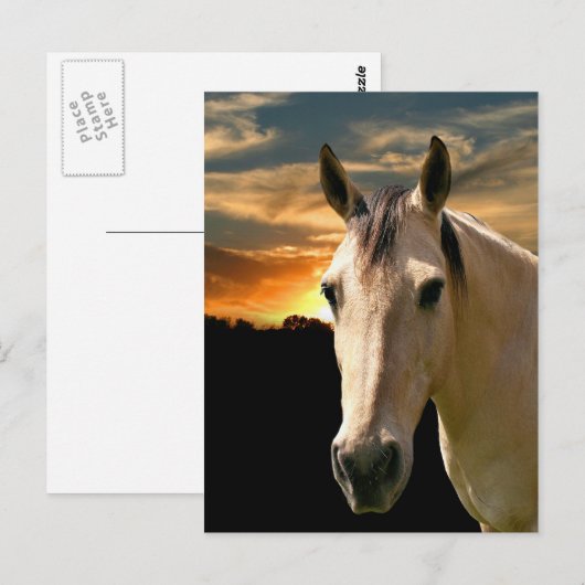 Buckskin horse sunset briefkaart (Voorkant / Achterkant)