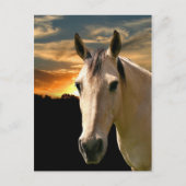 Buckskin horse sunset briefkaart (Voorkant)
