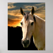 Buckskin horse sunset poster (Voorkant)
