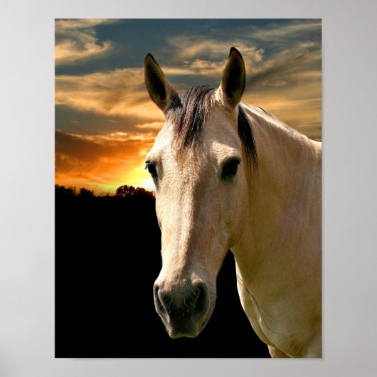 Buckskin horse sunset poster (Voorkant)