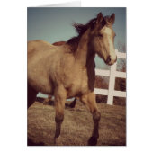 Buckskin Horse Trots (Voorkant)