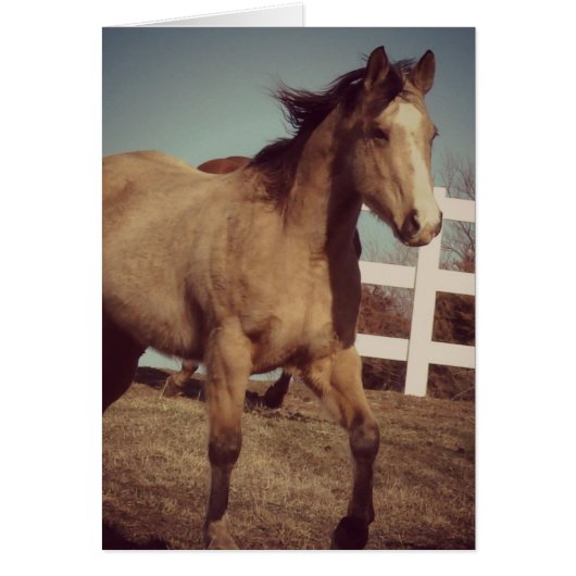 Buckskin Horse Trots (Voorkant)