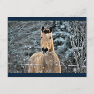 Buckskin Horse Winter Briefkaart