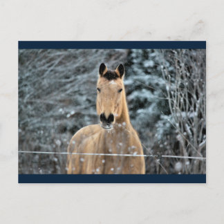 Buckskin Horse Winter Briefkaart
