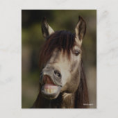 Buckskin Lusitano Stallion Flehmen Headshot Briefkaart (Voorkant)