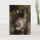 Buckskin Lusitano Stallion Flehmen Headshot Kaart (Voorkant)