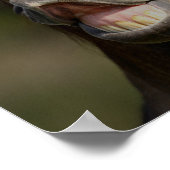 Buckskin Lusitano Stallion Flehmen Headshot Poster (Hoek)