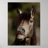 Buckskin Lusitano Stallion Flehmen Headshot Poster (Voorkant)