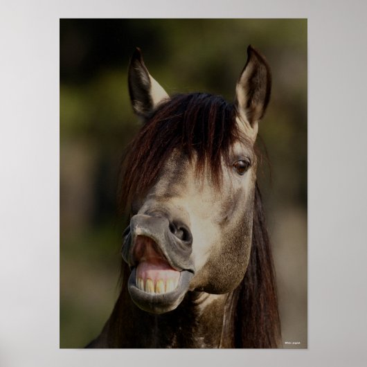 Buckskin Lusitano Stallion Flehmen Headshot Poster (Voorkant)