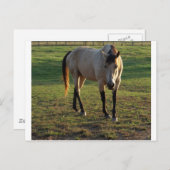 Buckskin Mare Briefkaart (Voorkant / Achterkant)