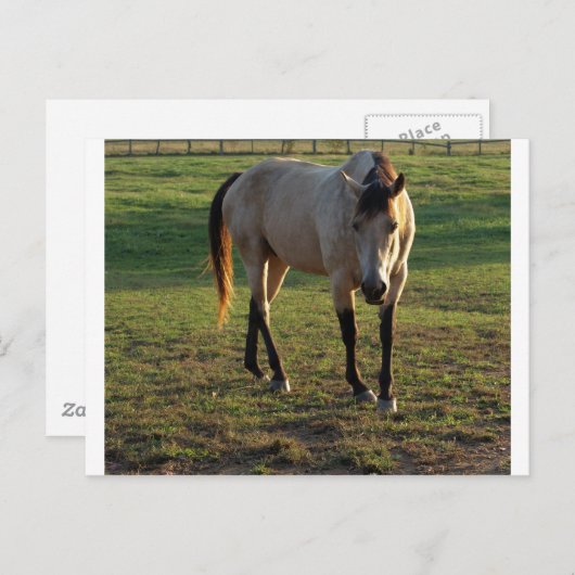 Buckskin Mare Briefkaart (Voorkant / Achterkant)