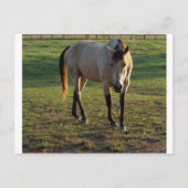 Buckskin Mare Briefkaart (Voorkant)