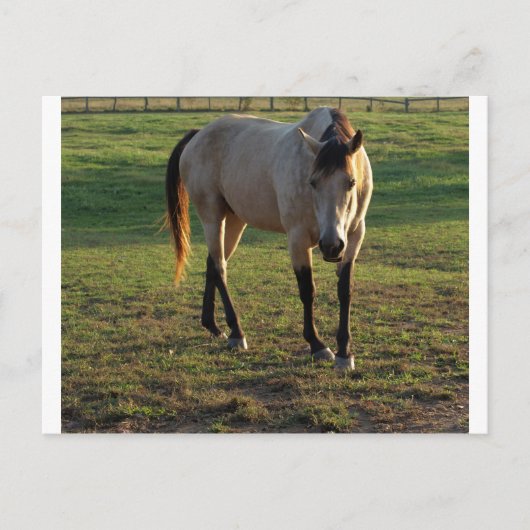 Buckskin Mare Briefkaart (Voorkant)