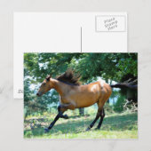 Buckskin Morgan Horse Briefkaart (Voorkant / Achterkant)