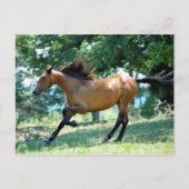 Buckskin Morgan Horse Briefkaart (Voorkant)