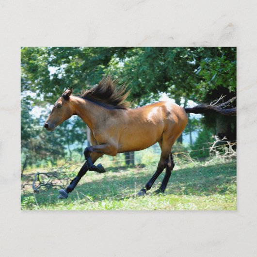 Buckskin Morgan Horse Briefkaart (Voorkant)